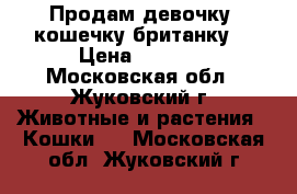 Продам девочку, кошечку британку. › Цена ­ 4 500 - Московская обл., Жуковский г. Животные и растения » Кошки   . Московская обл.,Жуковский г.